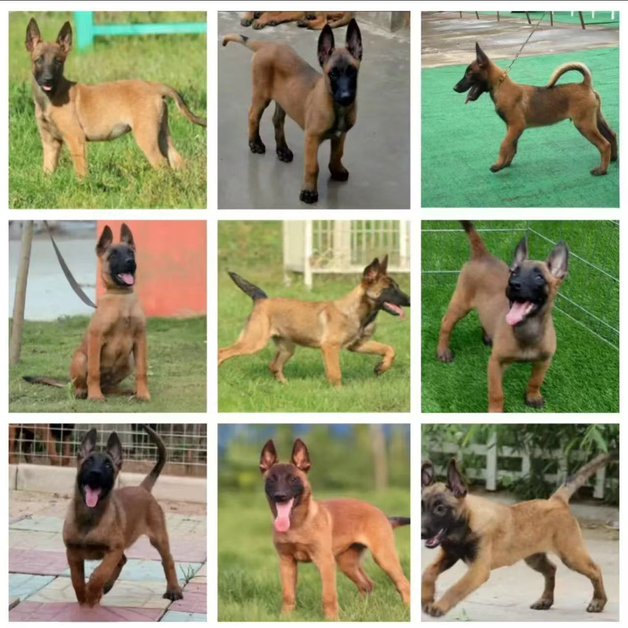 （富贵家护卫犬）T狗狗活体