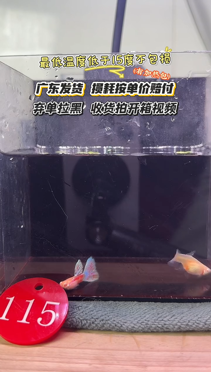 孔雀鱼115 红草白子一对