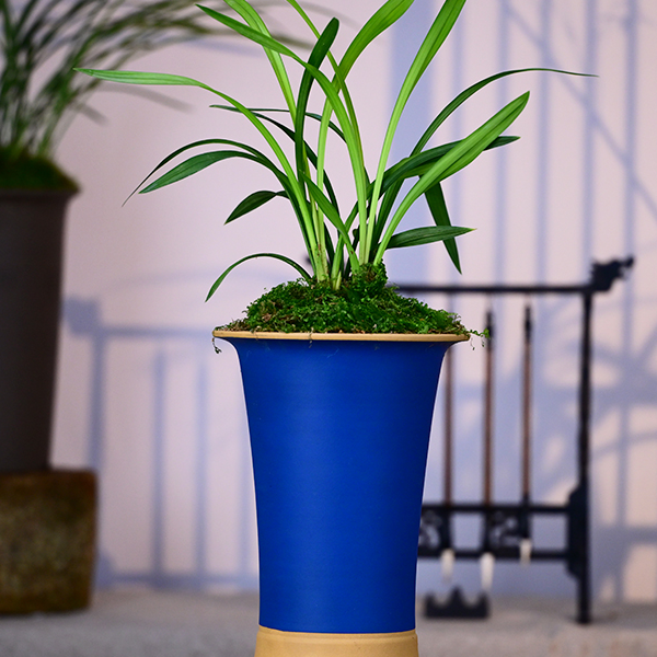 建兰铭品【盛世红荷】高端紫砂盆栽好种好室内外易养活盆栽