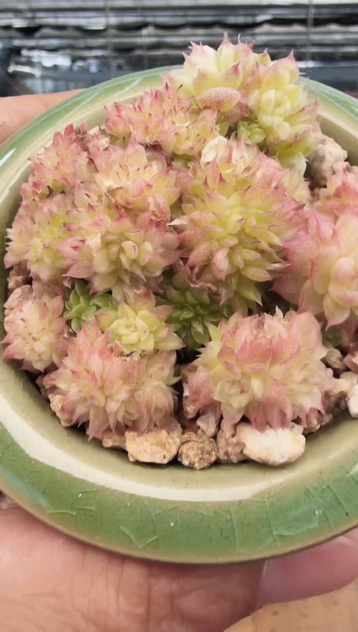 东云多肉园新款-196