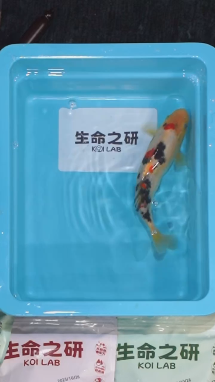 锦鲤血统大正三色锦鲤红白锦鲤丹顶锦鲤丹顶三色锦鲤