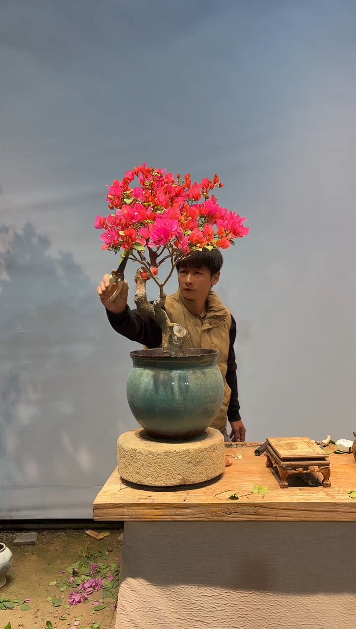 全部花朵z*道三角梅55