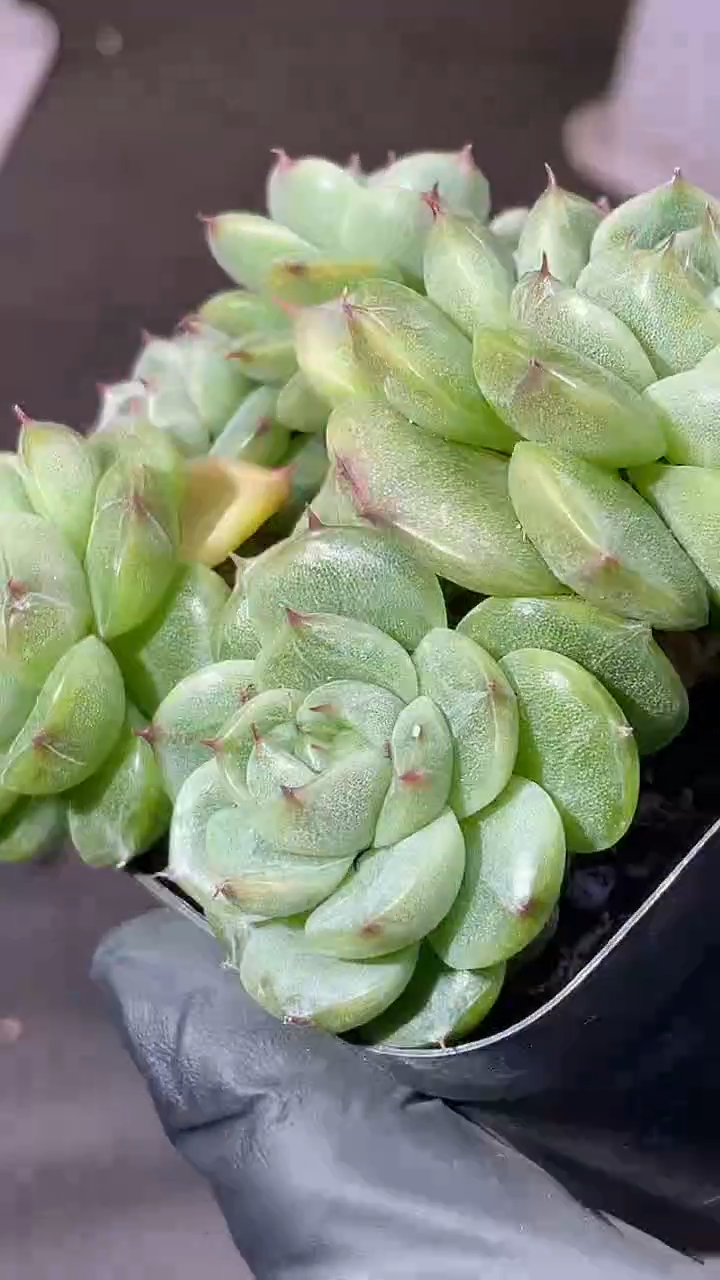 37-98 翡T1 5-6厘米不包整散量拍发一颗