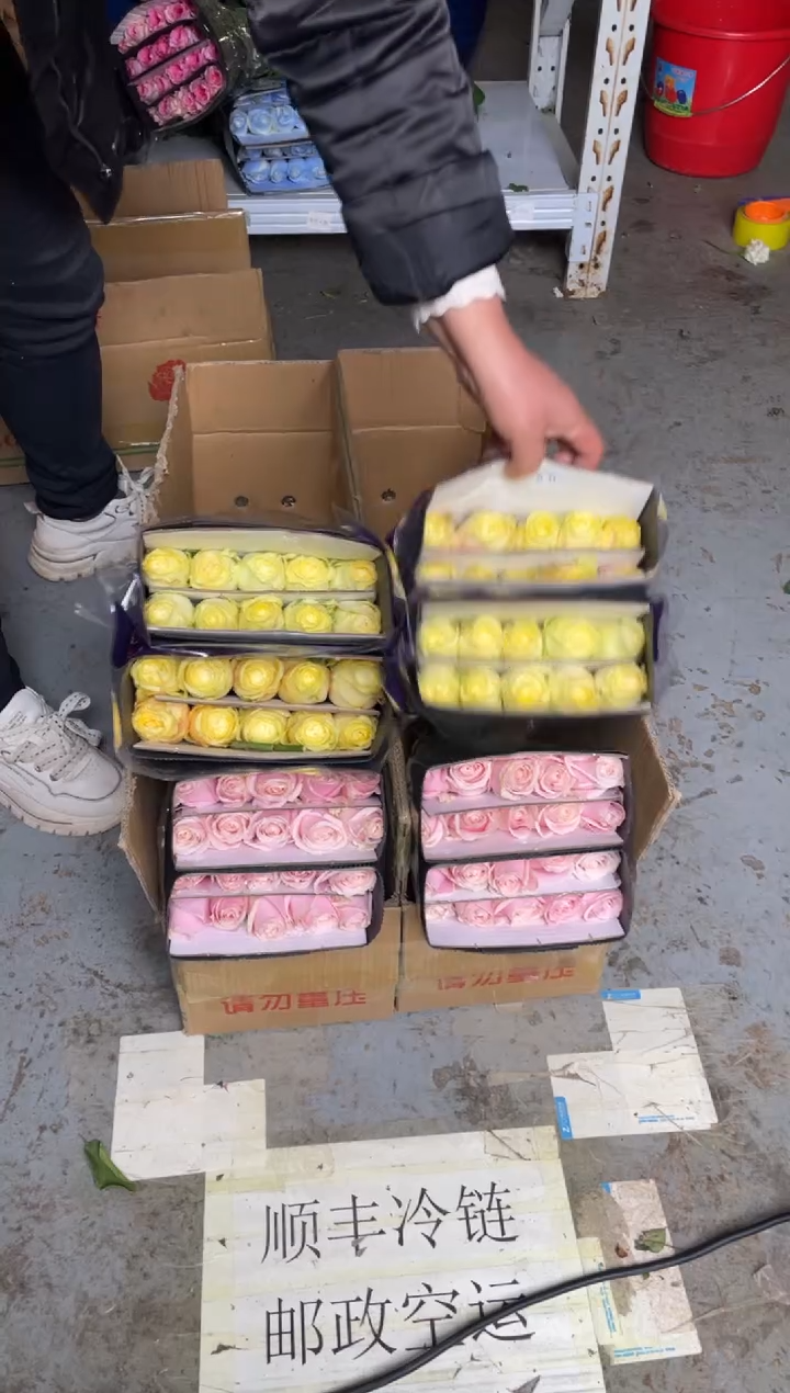 粉红20枝+奶油杯20枝