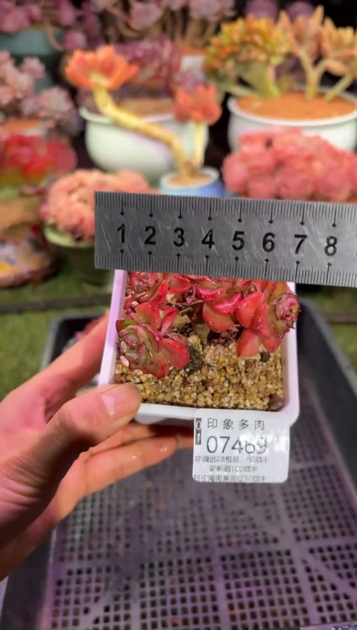 【闪购商品】07469