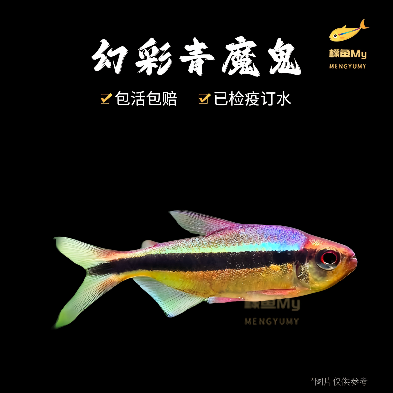 幻彩青魔鬼灯鱼南美鱼观赏鱼皇室青魔鬼高端草缸小型鱼靛蓝魔鬼灯