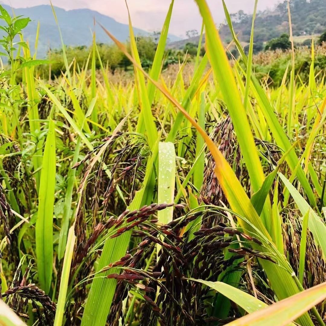 贵州高山黑香紫米