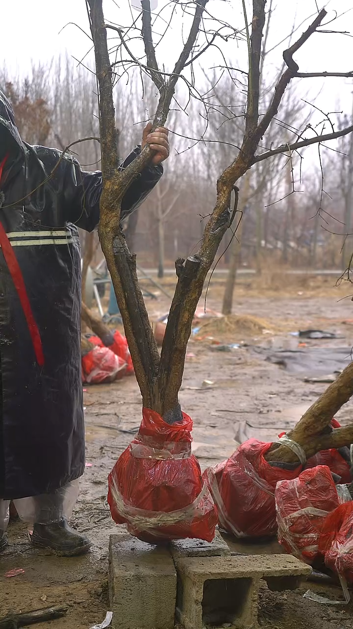 完全开放石榴1134