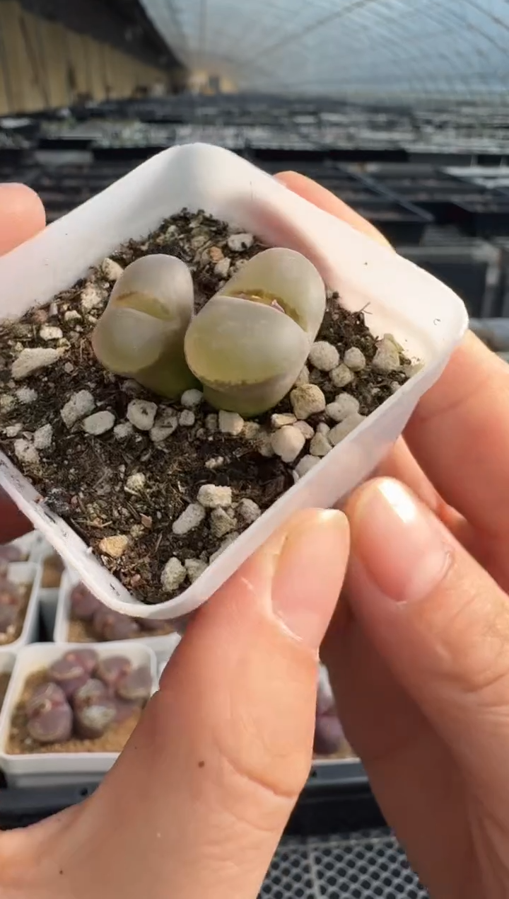 27-3多肉植物肉锥
