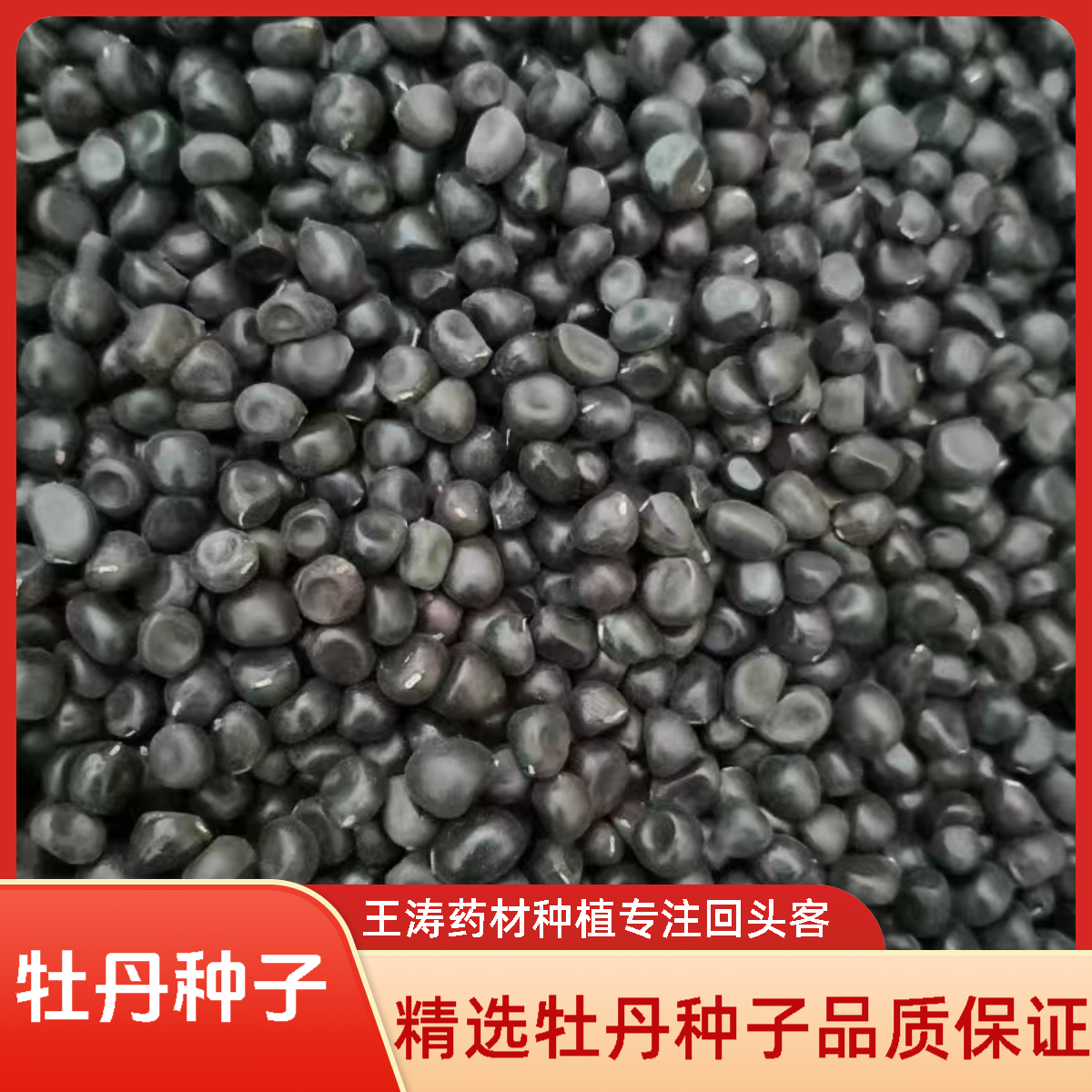 牡丹种子药材种苗牡丹种苗牡丹籽牡丹子白花纯新牡丹油用牡丹种子