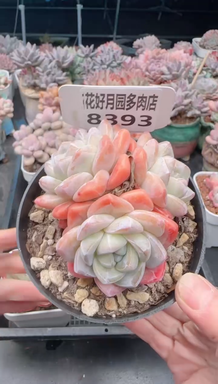 【闪购商品】8393冰玉