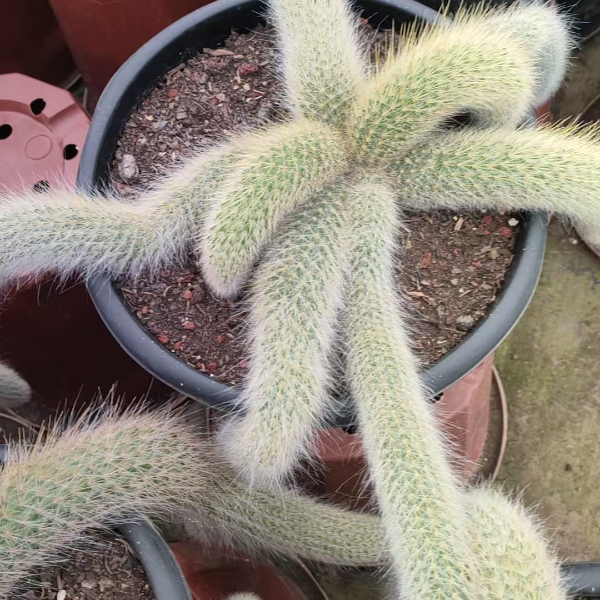 九尾狐保5头 新手好养 精品多肉植物云南发货