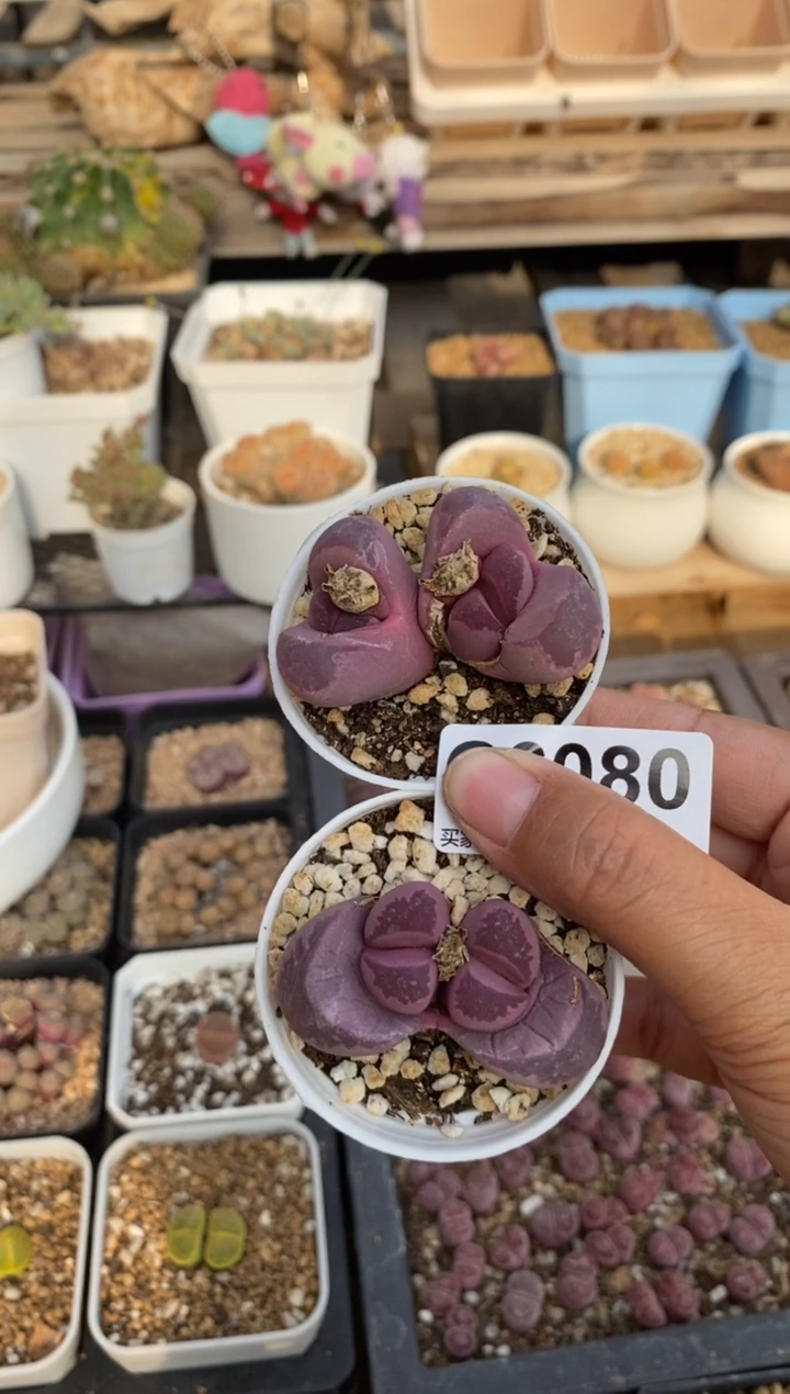 6080直播一物一拍