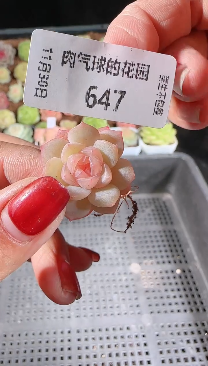 1130-647粉樱量拍多肉群生不包整