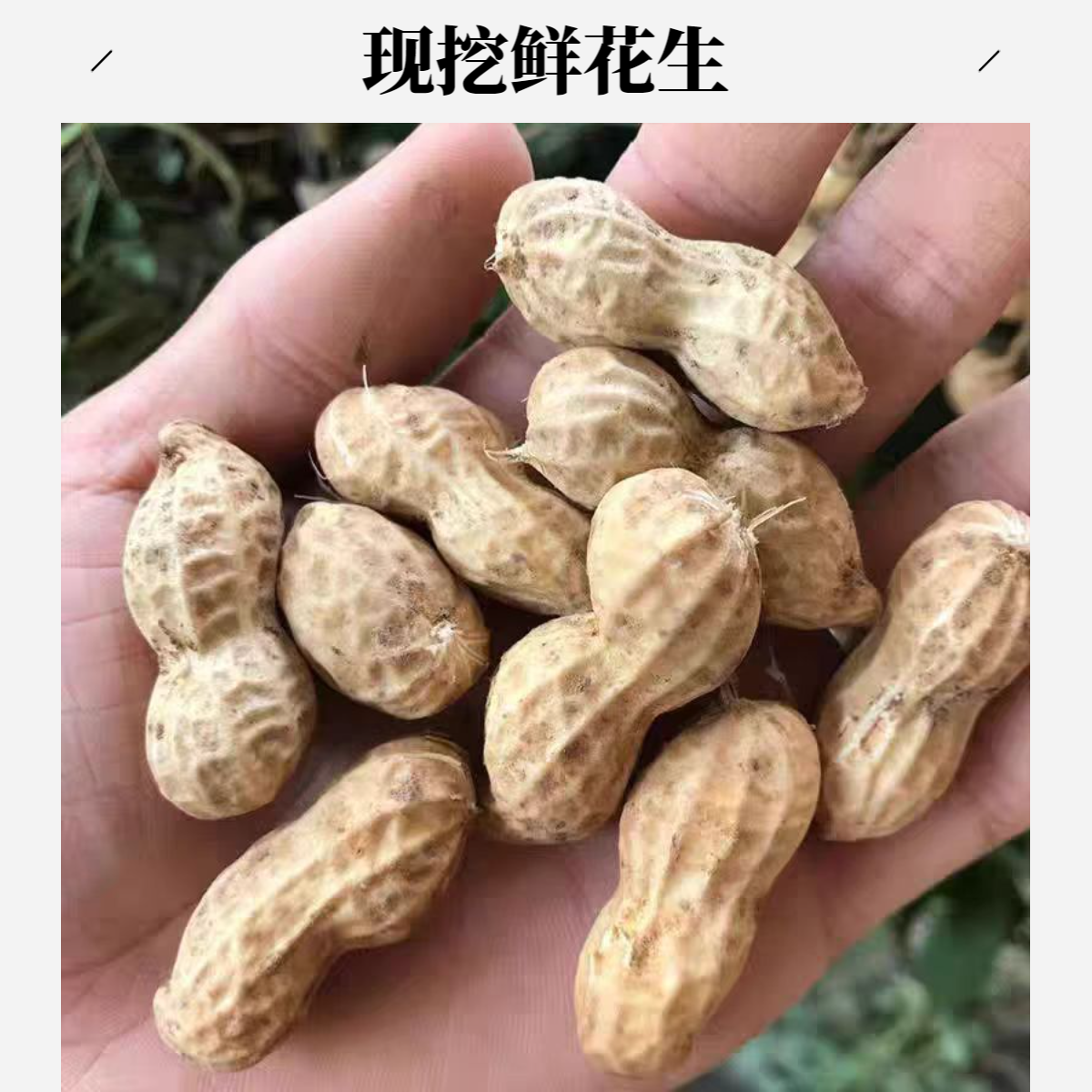 现挖新鲜带壳粉皮湿花生农户自种生吃清脆水煮软糯