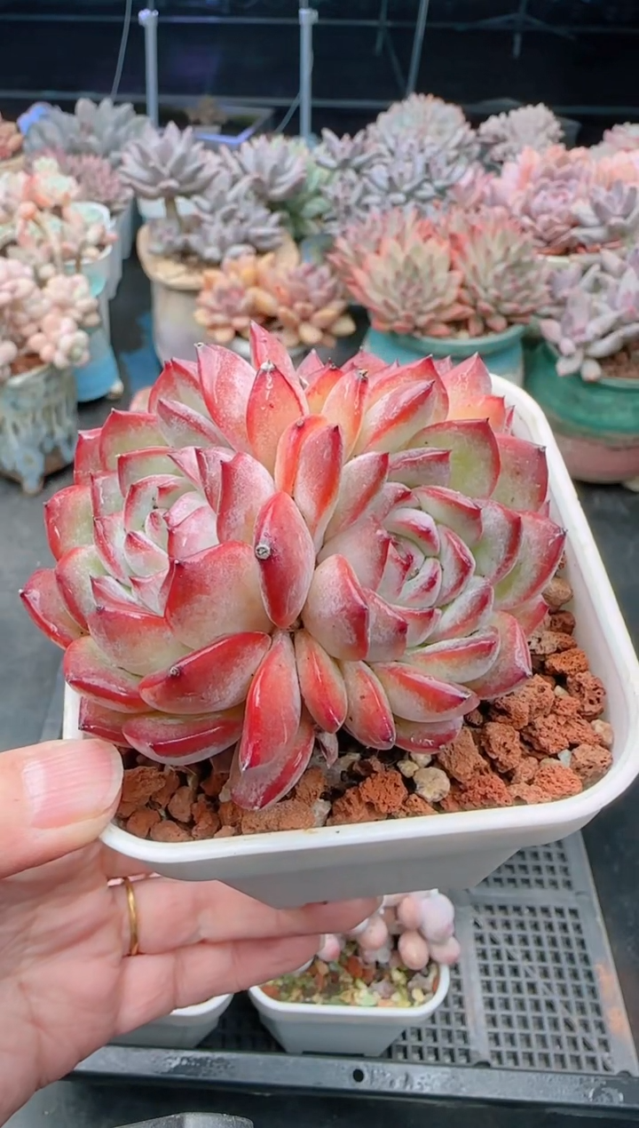 【闪购商品】8236.草莓杏仁