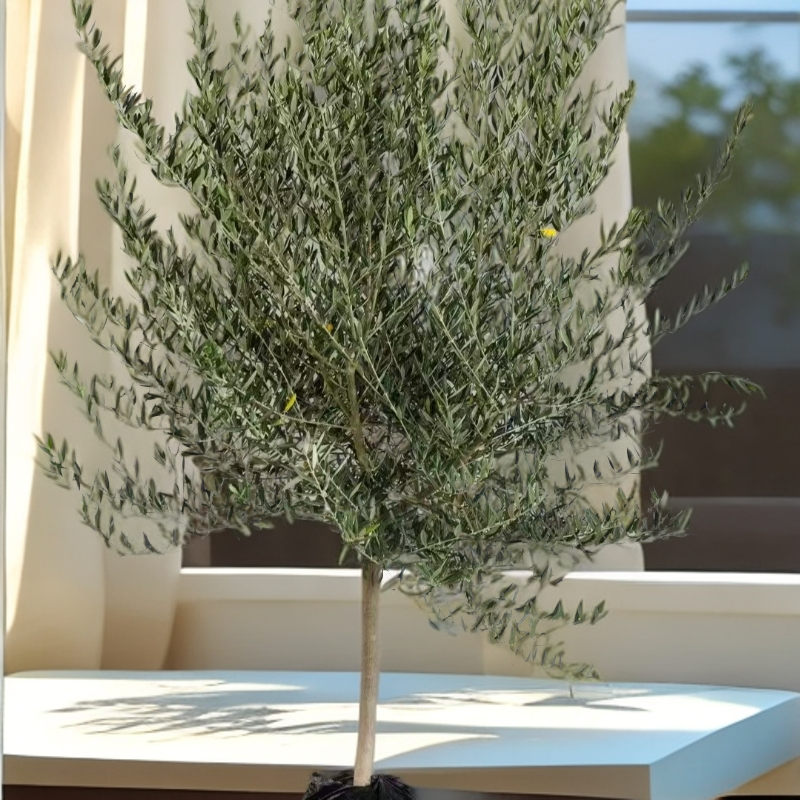 西班牙油橄榄树皮肖利高级灰大型盆栽客厅室外绿植真树老桩盆景