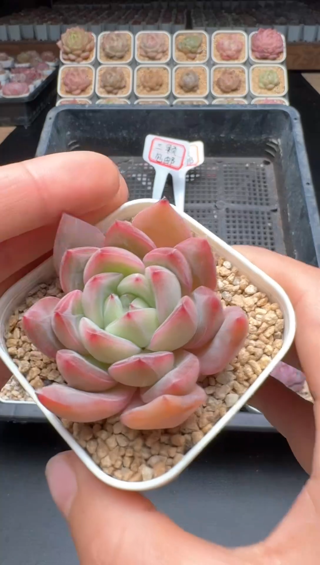 【闪购商品】070号 珍妮杂交多肉 花卉植物