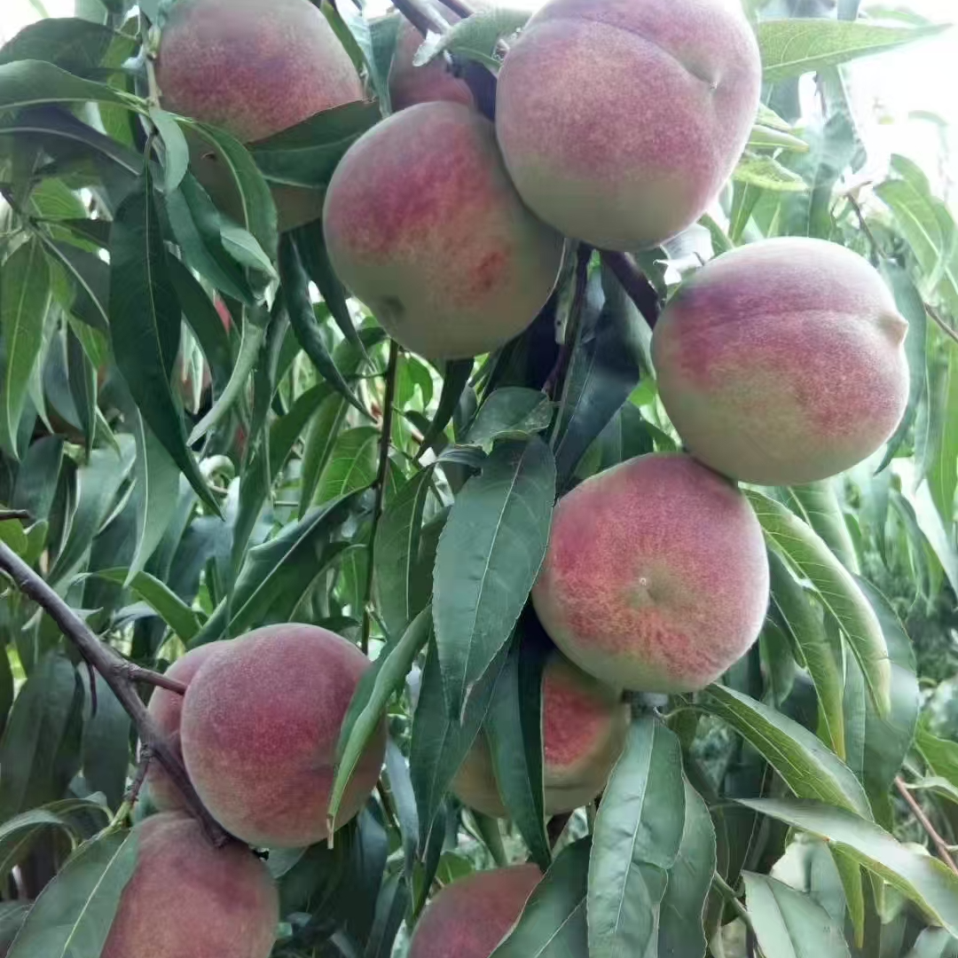 山东正宗青州蜜桃毛桃新鲜采摘脆甜多汁桃子