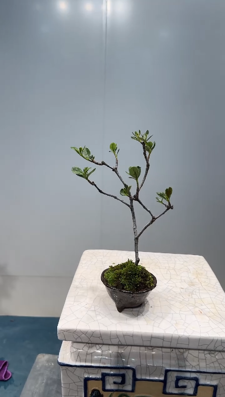 无花朵海岛春花海岛春花