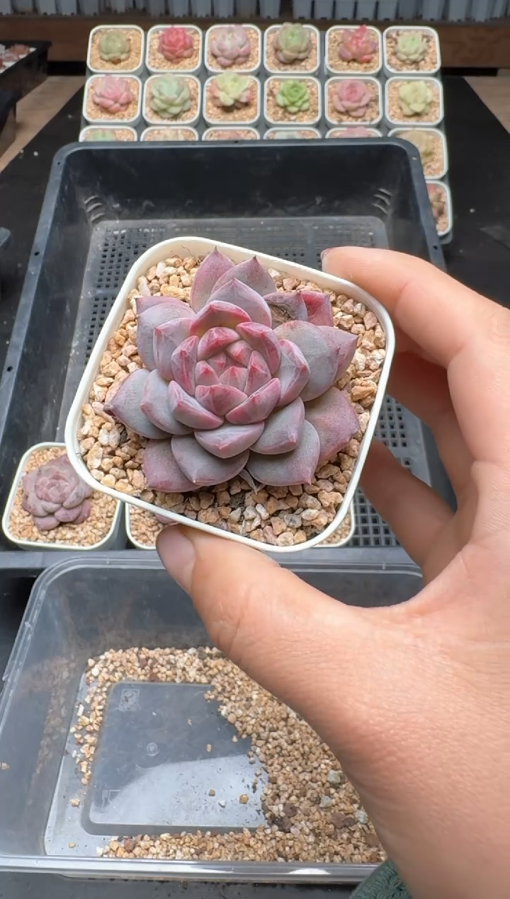 【闪购商品】936C物拍多肉带盆土6.5杯拍3颗包柚