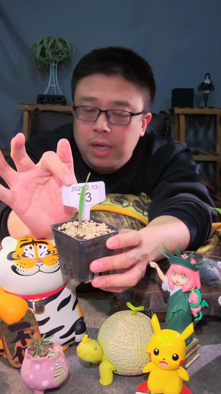 【闪购商品】巨波叶血莲2.13.73