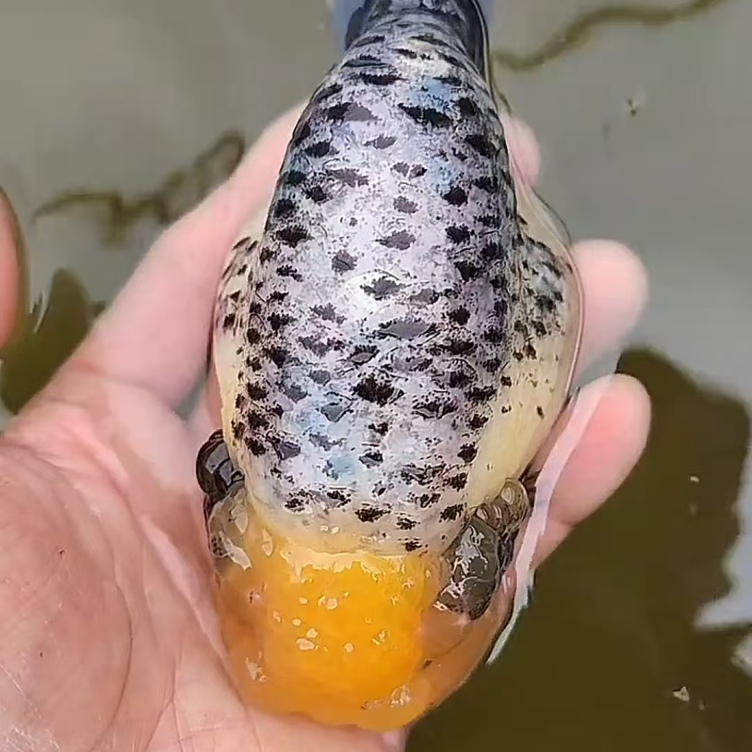 渔场直销兰寿金鱼活鱼观赏鱼小型淡水新手易养活冷水活体鱼