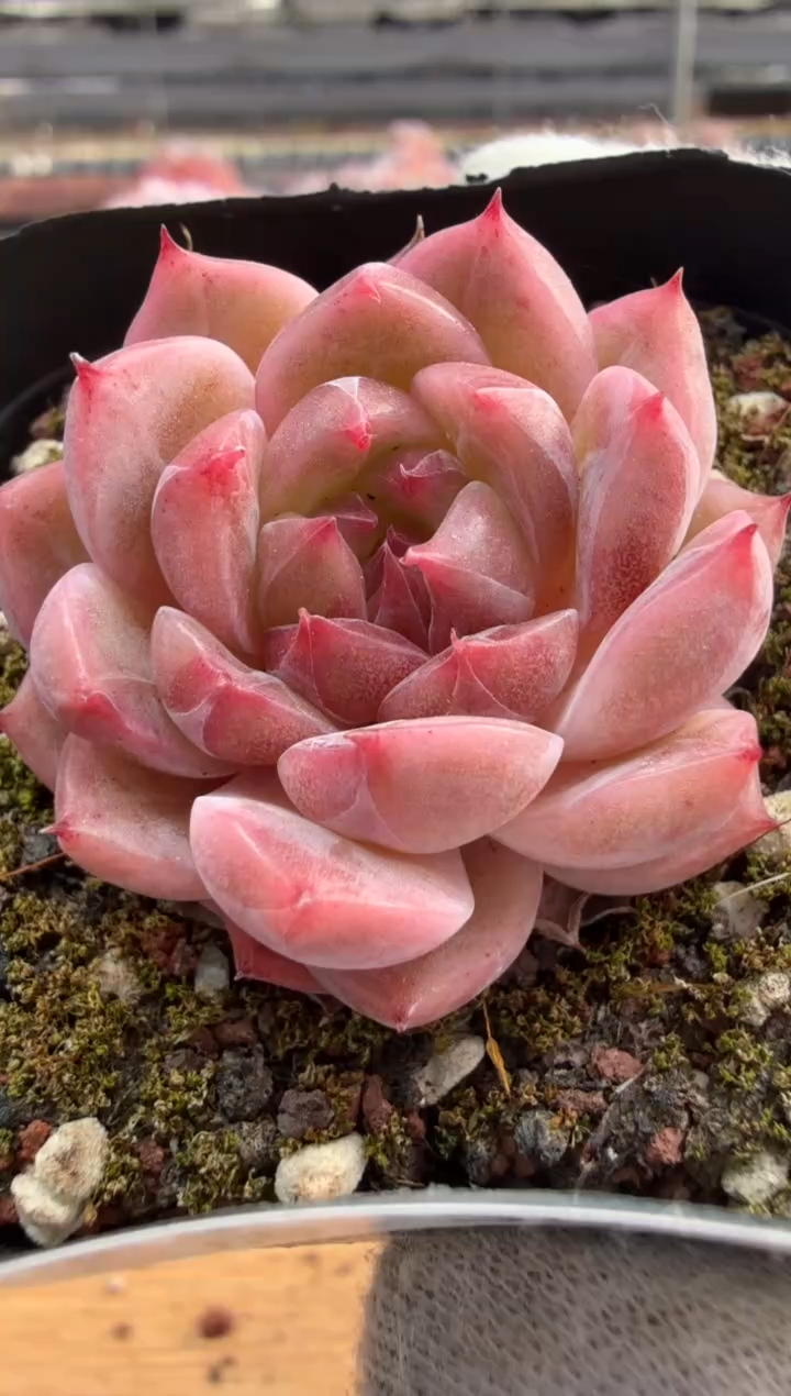 东云多肉园三店-30