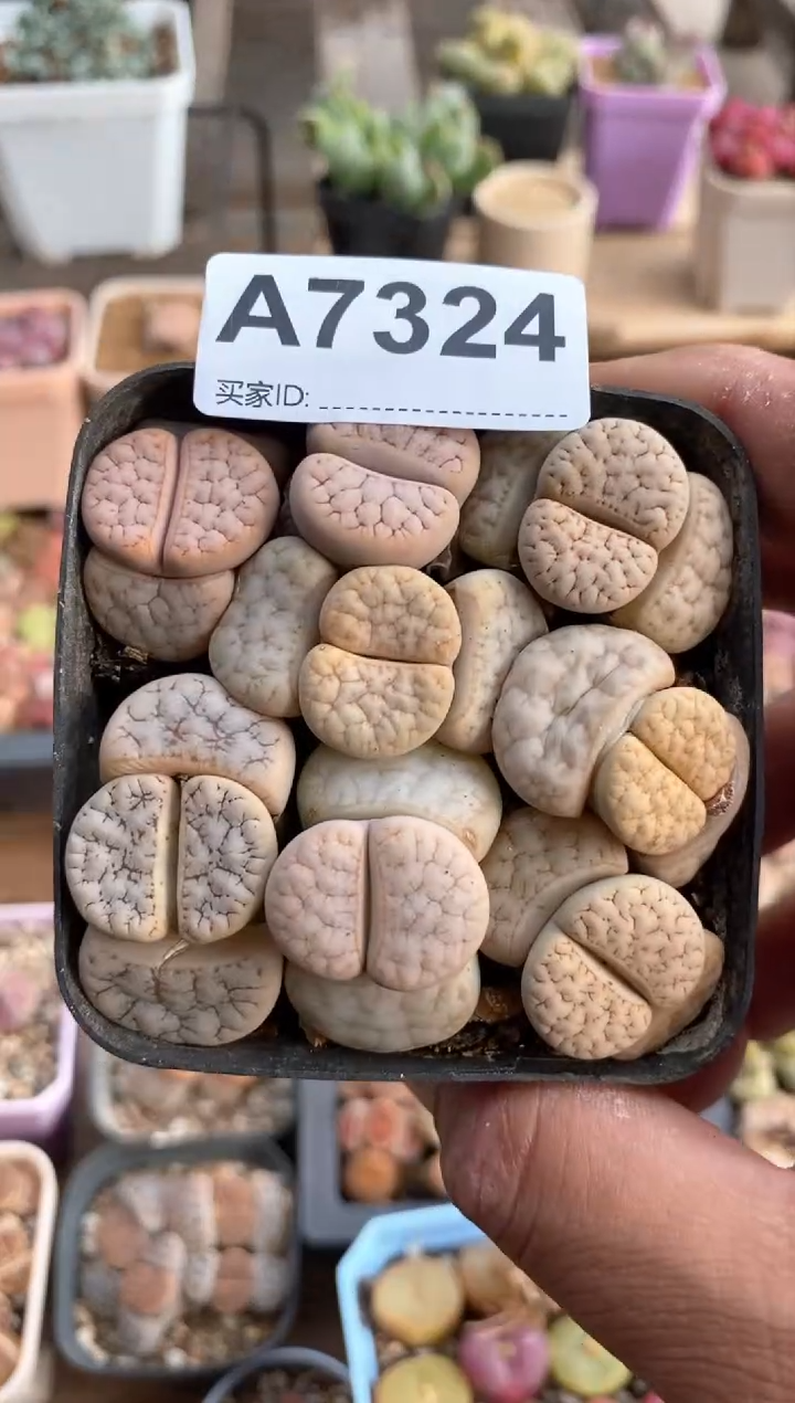 【闪购商品】7324直播间一物一拍