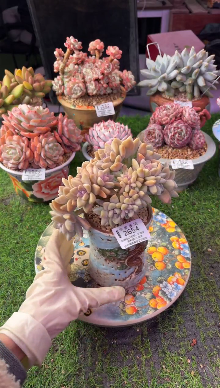 昆明印象多肉2654