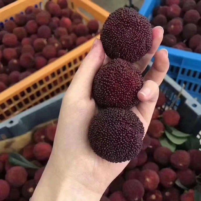 【顺丰包邮】正宗东魁杨梅黑炭杨梅嫁接果树苗别墅庭院种植