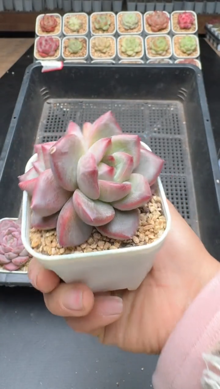 【闪购商品】833B物拍多肉带盆土6.5杯拍3颗包柚