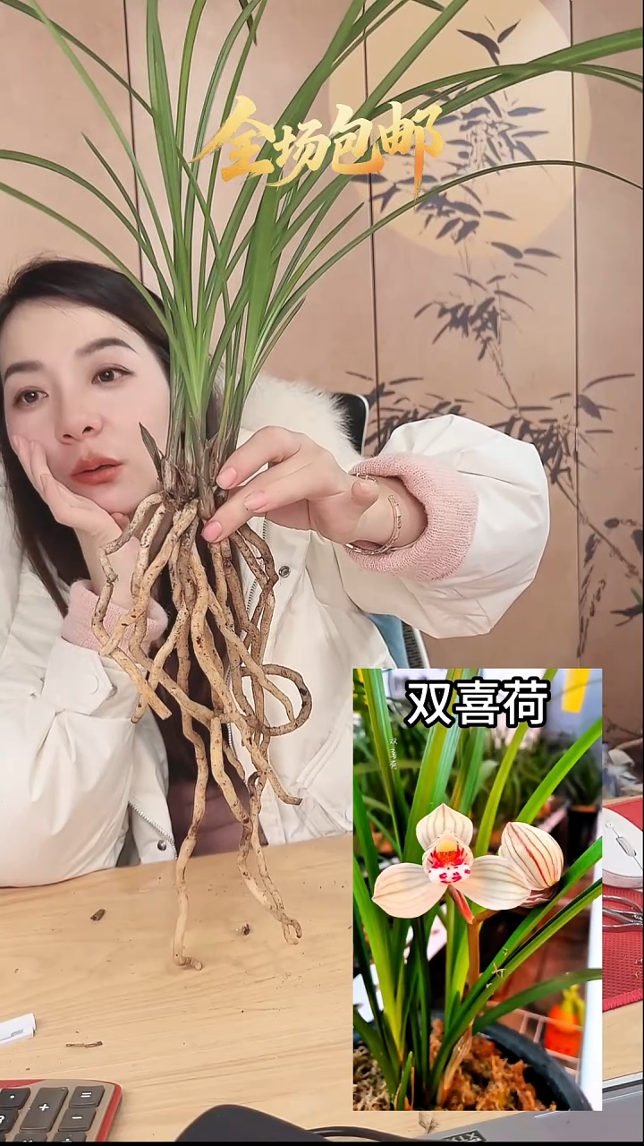 当前无花栽培后可以开花：双喜荷