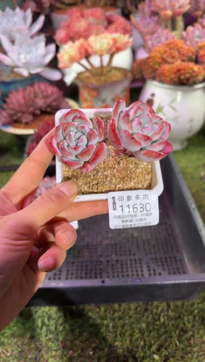 【闪购商品】11630