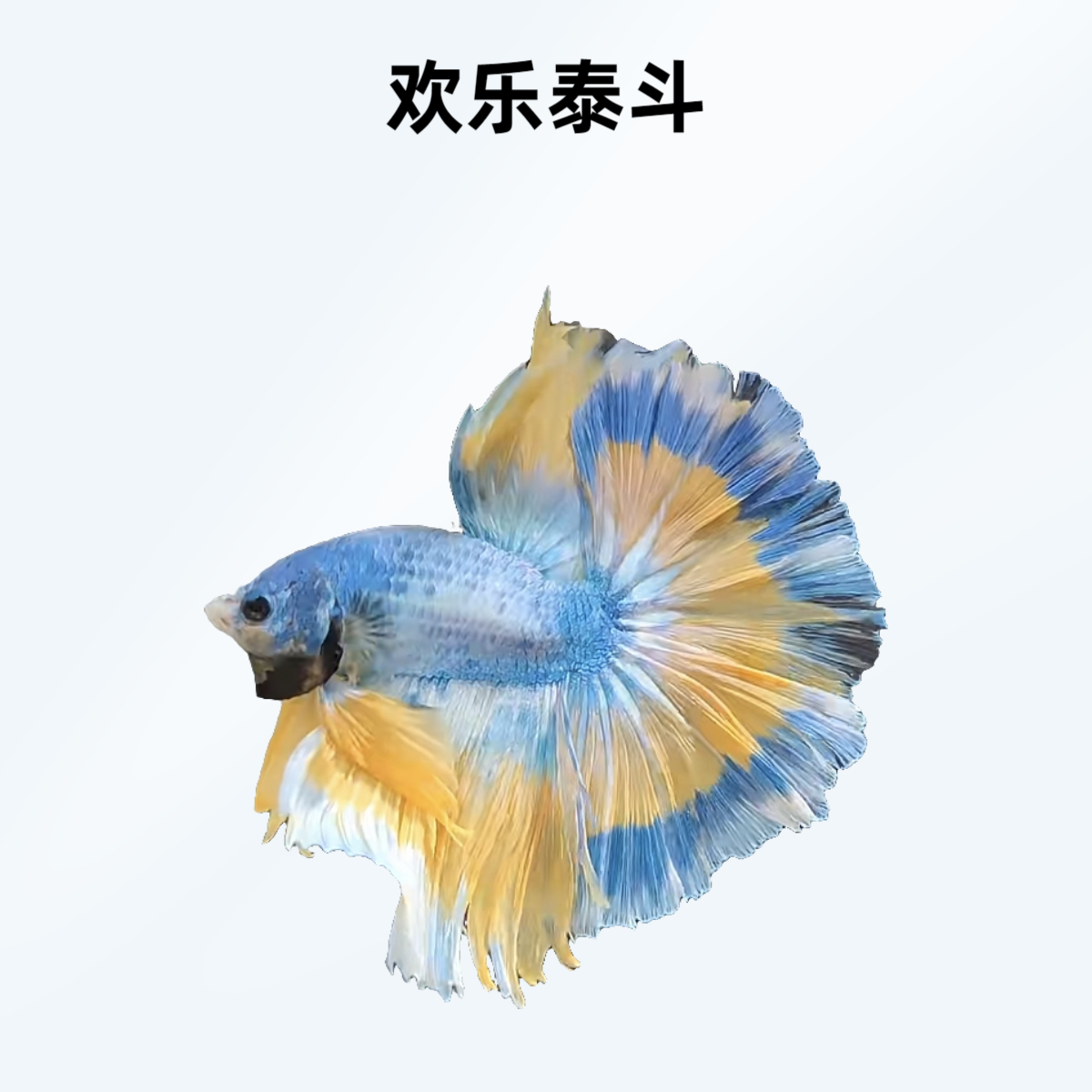 A18（409-432）欢乐泰斗小型观赏鱼