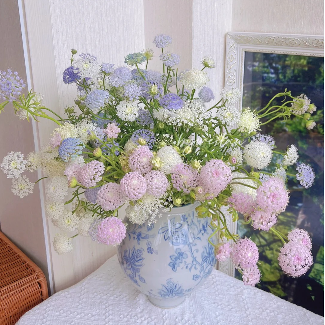 【探花甄选】翠珠草花 百花齐放舞动的精灵 店铺任浪漫七夕礼