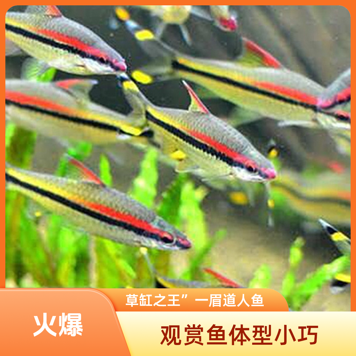 广佛花鸟市场一眉道人小型观赏热带鱼又名红眉道人群游鱼温顺好养