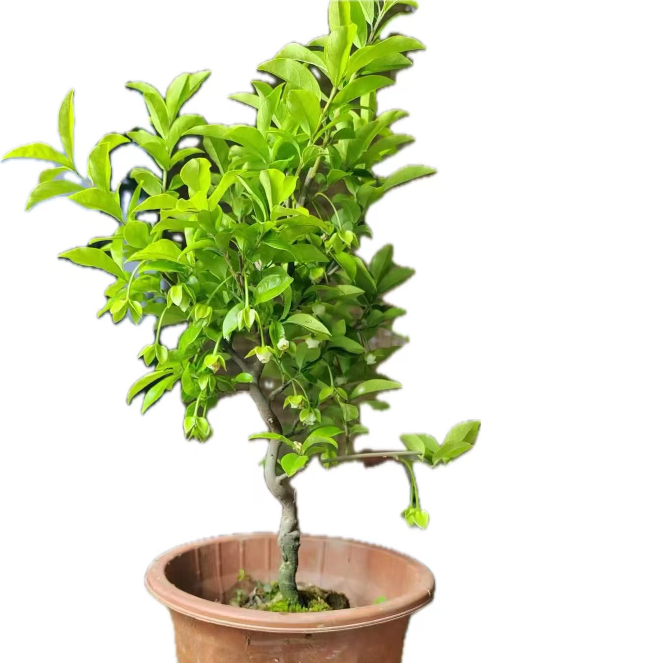 高端金弹子嫁接与成品大小桩