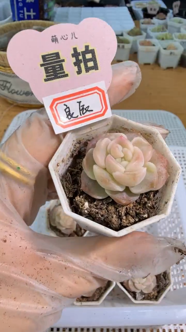 良辰 八角杯1盆 单双混 量拍混发