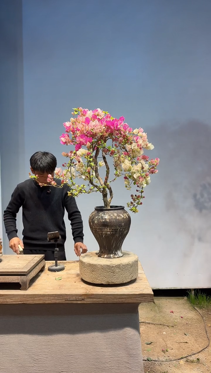 以实际为准三角梅78