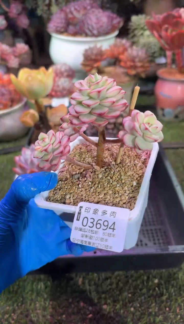 【闪购商品】03694