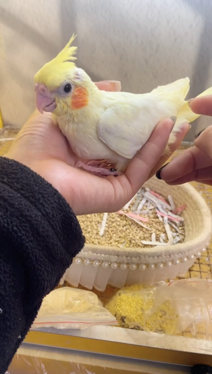 玄凤鹦鹉/鸡尾鹦鹉红百｜脚环：188（公）