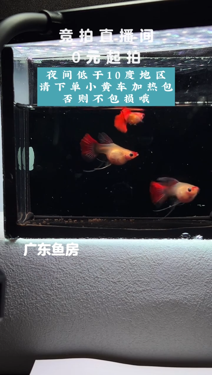 孔雀鱼玻璃猫串串三只带胎编号89