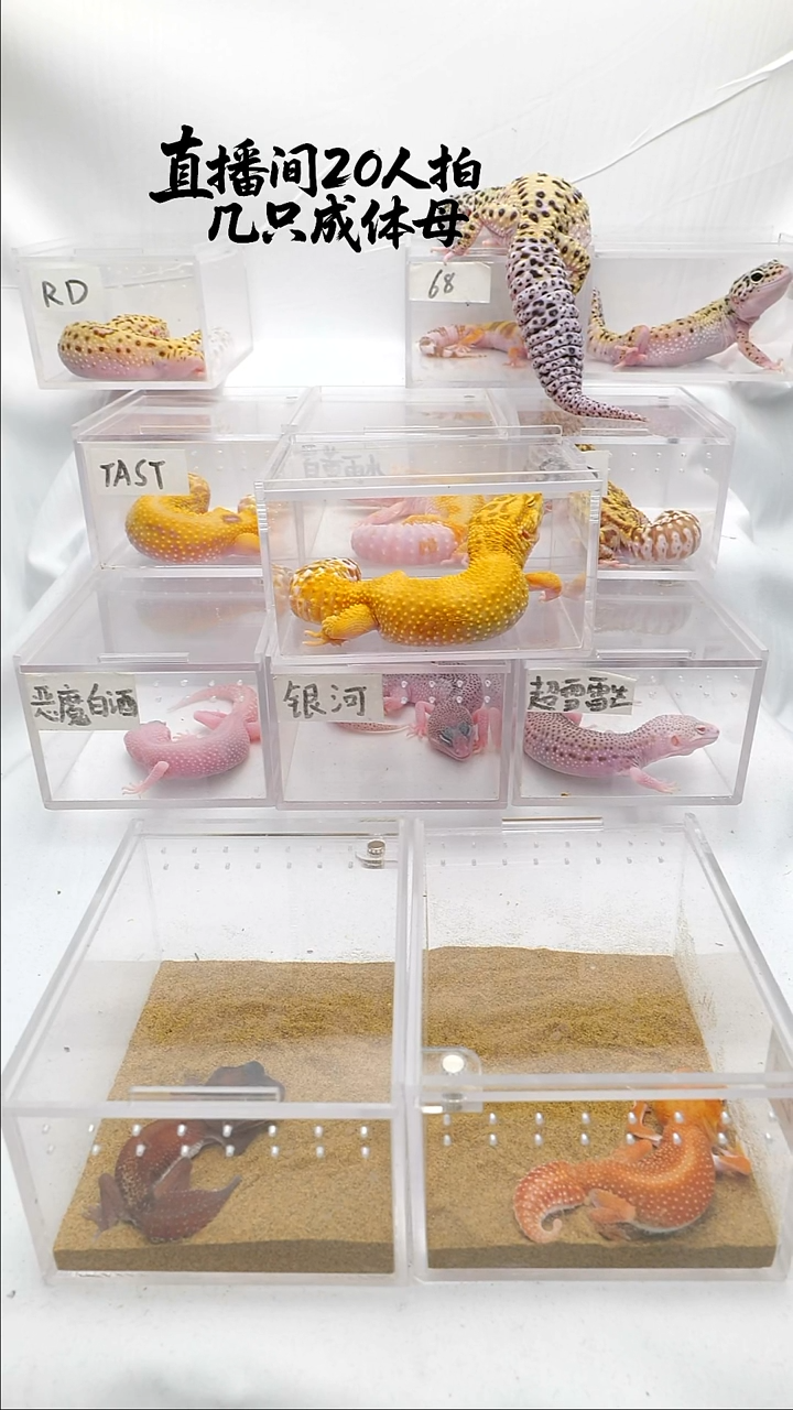 豹纹守宫豹纹守宫竞拍单只满60包邮 未满补10-20 可一起发