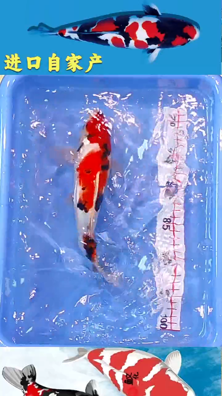 锦鲤2025/12/23悦鲤阁甄选锦鲤--27