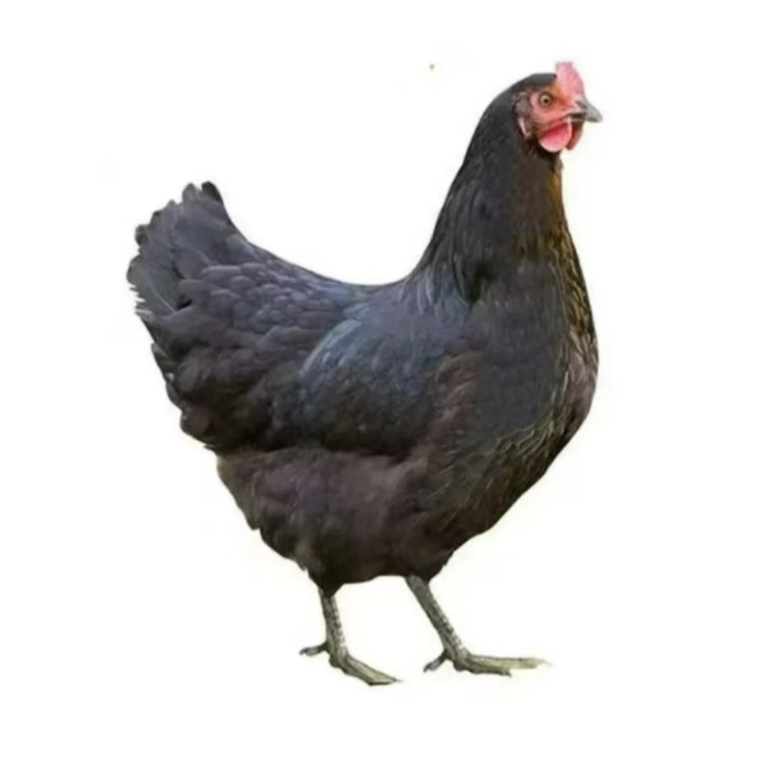 黑凤鸡整鸡生鲜肉质鲜美到手12只