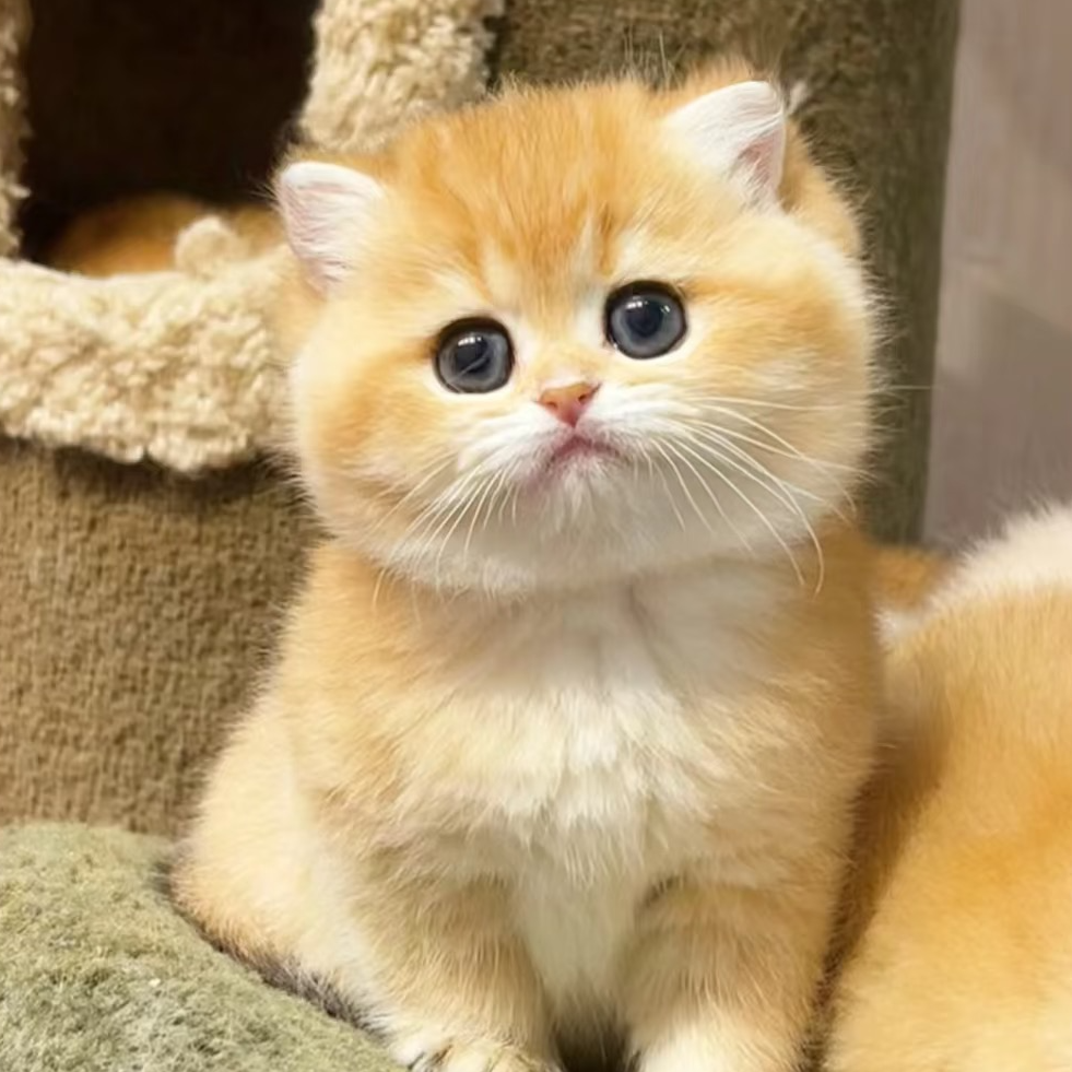 【噶纯猫舍专属】宠物活体猫咪链接   英短 渐层系列   布偶