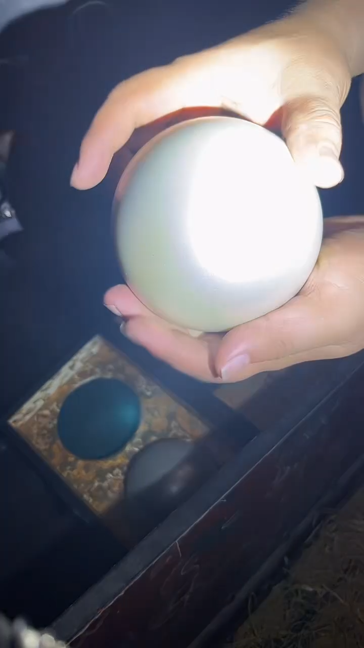 手串/手链贝壳1颗.大大大.白.2颗带盒子