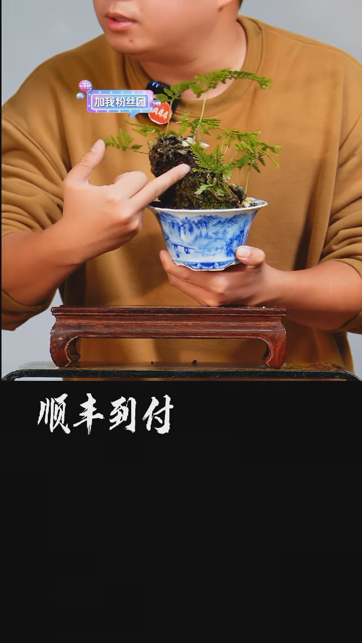 【闪购商品】·x503猫爪蕨bubaoyou