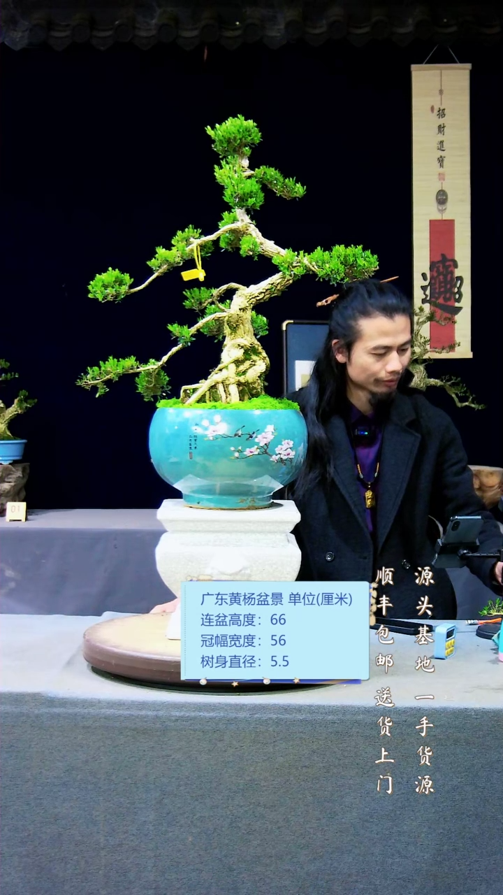 【闪购商品】雀舌黄杨盆景雀舌黄杨盆景